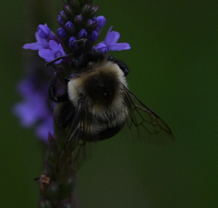Bombus impatiens