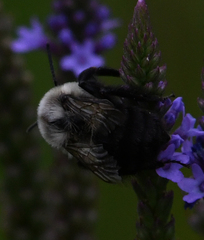 Bombus impatiens