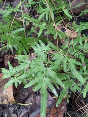 Lygodium japonicum