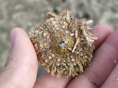 Euechinoidea