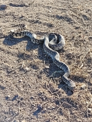 Pituophis catenifer