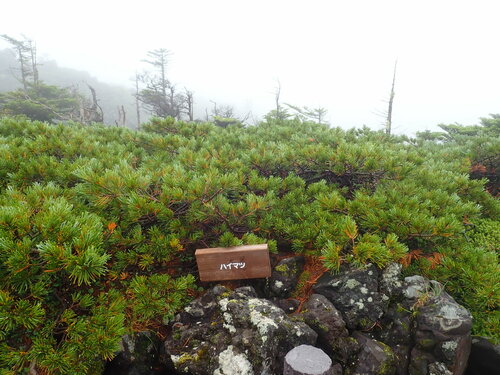 Dwarf Siberian pine (Pinus pumila)