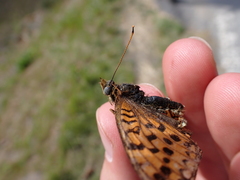Argynnis