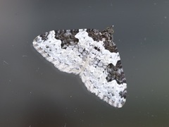 Xanthorhoe fluctuata