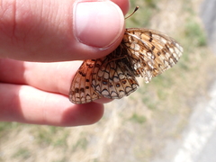 Argynnis