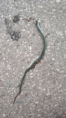 Fowlea flavipunctata