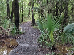 Arecaceae