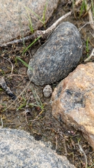 Gelastocoris oculatus