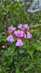 Pelargonium peltatum