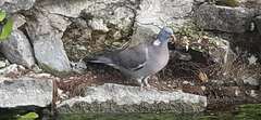 Columba palumbus