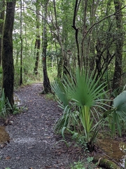 Arecaceae