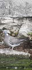 Columba palumbus