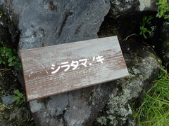 Gaultheria pyroloides