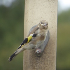 Carduelis carduelis