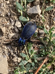 Carabus intricatus