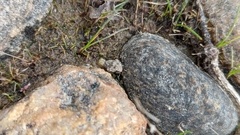 Gelastocoris oculatus