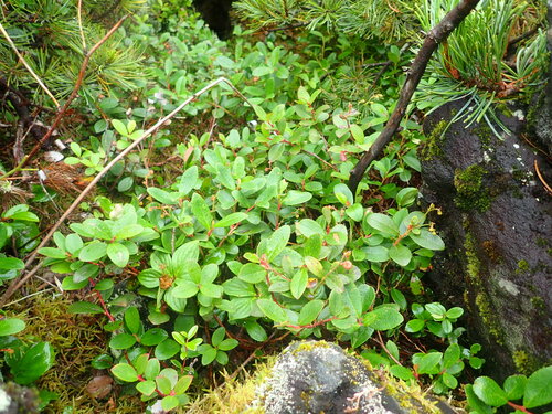 Image of Gaultheria pyroloides by (c) Yoshihiro Tokue, some rights reserved (CC BY)
