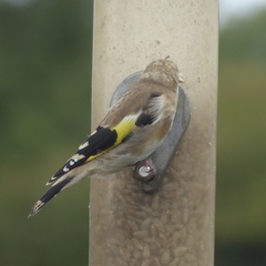 Carduelis carduelis