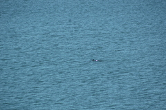 Balaenoptera acutorostrata