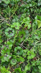 Pelargonium peltatum