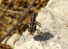 Cicindela hydrophoba