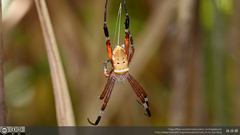 Argiope ocula