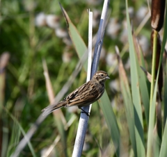 Emberiza schoeniclus