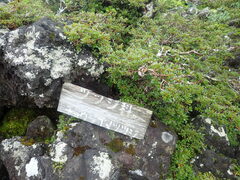 Rhododendron tetramerum