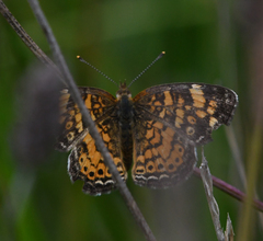 Phyciodes