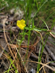 Gratiola aurea