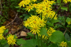 Sinosenecio oldhamianus