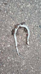 Fowlea flavipunctata