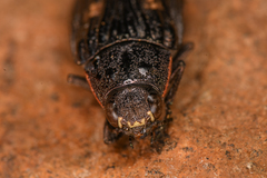 Buprestis nutalli