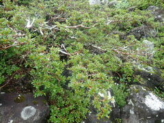 Rhododendron tetramerum