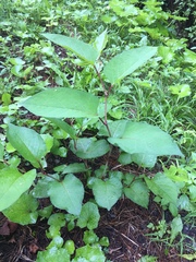 Reynoutria sachalinensis