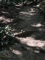 Phoenicurus auroreus