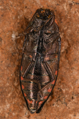 Buprestis nutalli