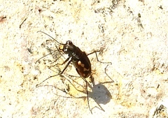 Cicindela hydrophoba
