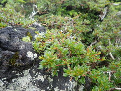 Rhododendron tetramerum