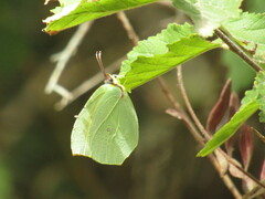 Gonepteryx cleopatra