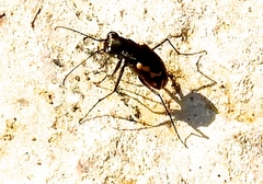 Cicindela hydrophoba