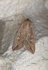 Mythimna unipuncta