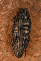 Buprestis nutalli