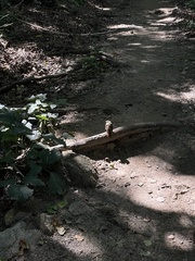 Phoenicurus auroreus