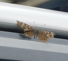 Junonia lemonias