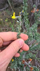 Crotalarieae