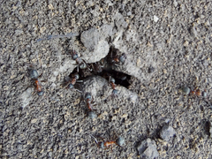 Formicinae