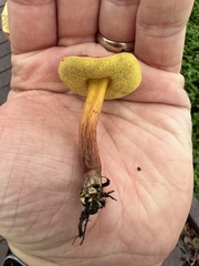 Hortiboletus campestris