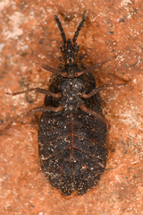 Aradus heidemanni