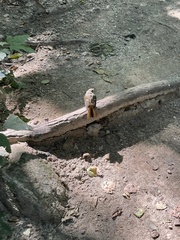 Phoenicurus auroreus